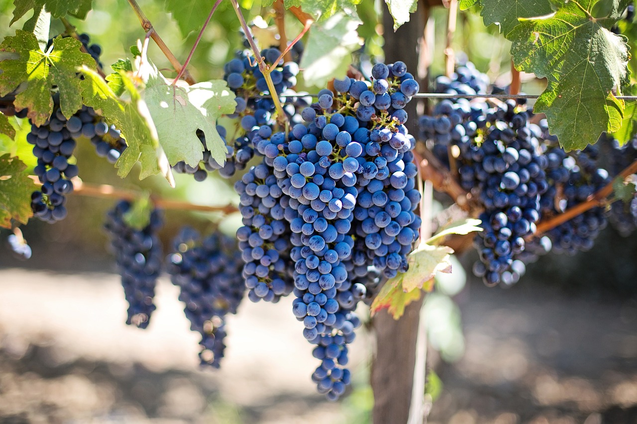 Fiscalité du vin : ce qu'il faut savoir pour investir dans le vin