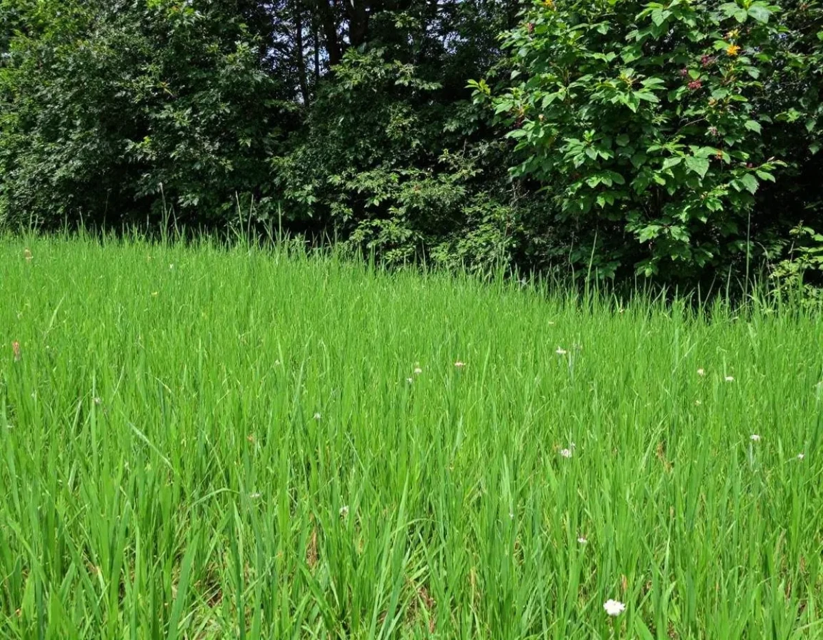 L'Assurance Multirisque Agricole : Protection Complète pour les Exploitants Agricoles Face aux Aléas